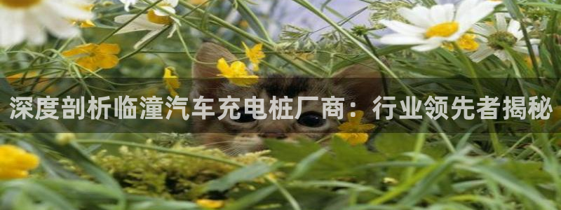 威廉tt：深度剖析临潼汽车充电桩厂商：行业领先者揭秘